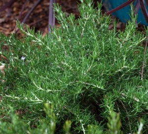 Rosemary_Chefs_Choice_foilage crop