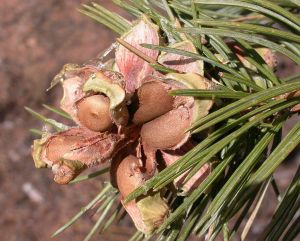 Pinus_edulis_cone_with_seeds_2005-10-15