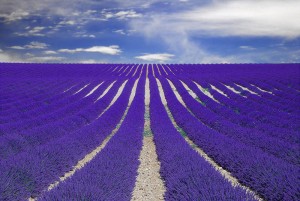 lavender fields in france
